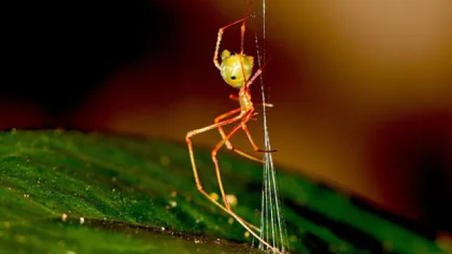The Fascinating Mechanism of a