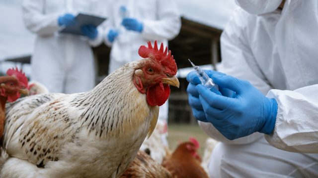 Current Updates on H5N1 Bird F