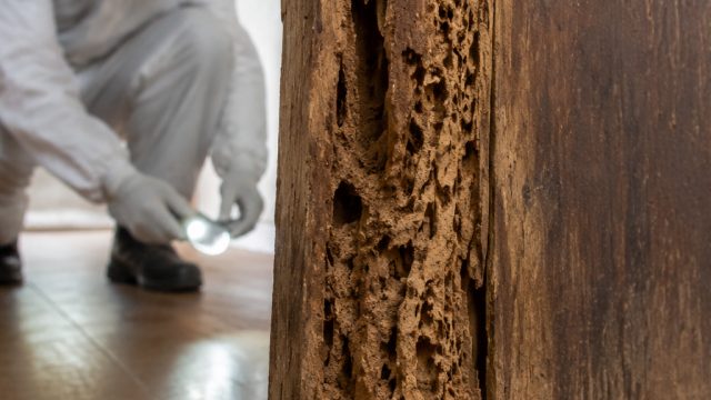 The Hidden Crisis: How Pests U